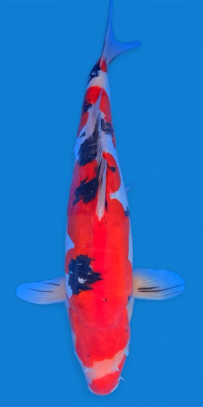 Doitsu Sanke 45cm