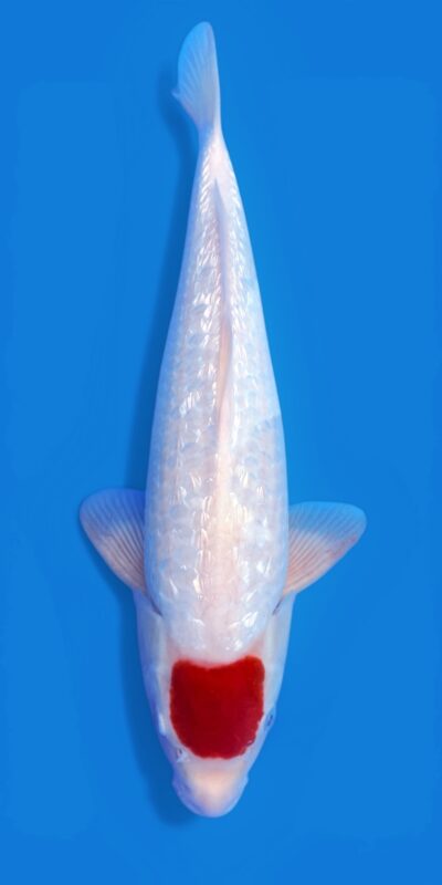 Ginrin Tancho Kohaku 38cm