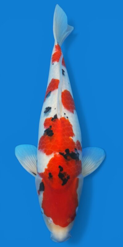 Sanke 45cm