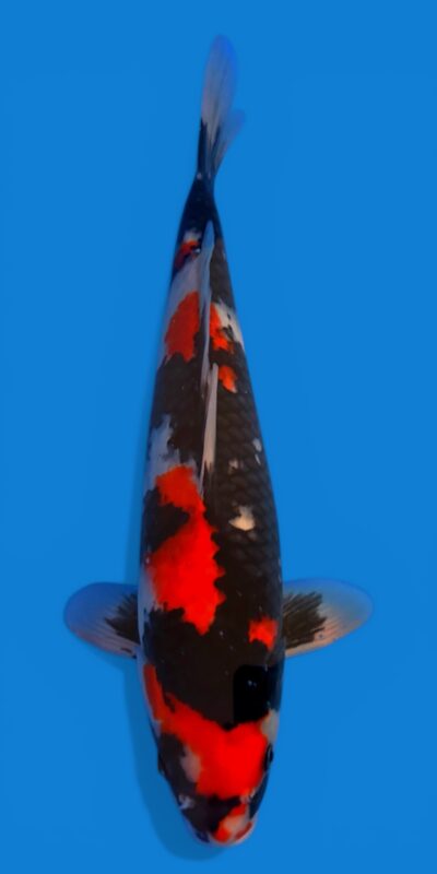Showa 43cm