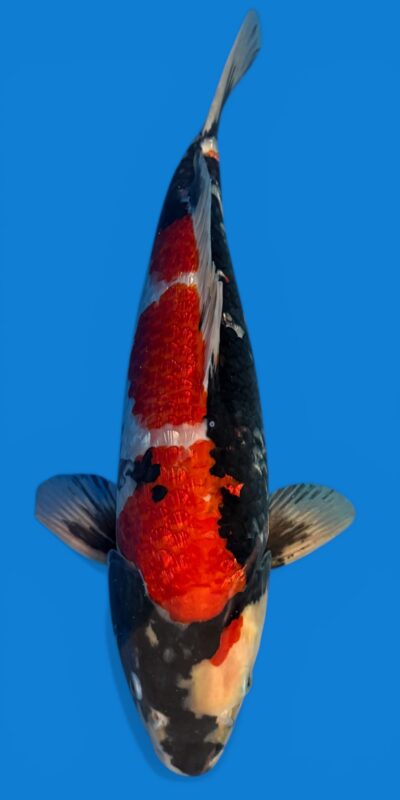 Ginrin Showa 46cm