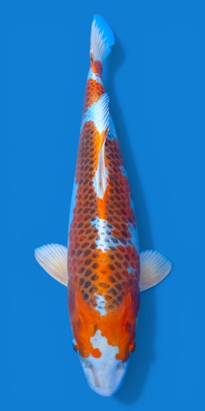 Kujaku 47cm