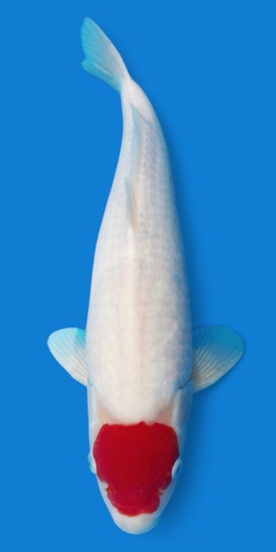 Tancho Kohaku 38cm