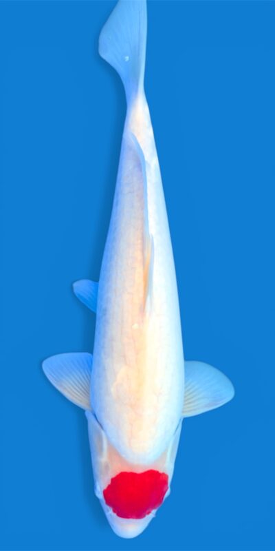 Tancho Kohaku 38cm