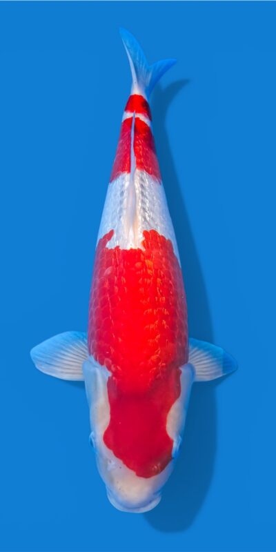 Ginrin Goshiki 47cm