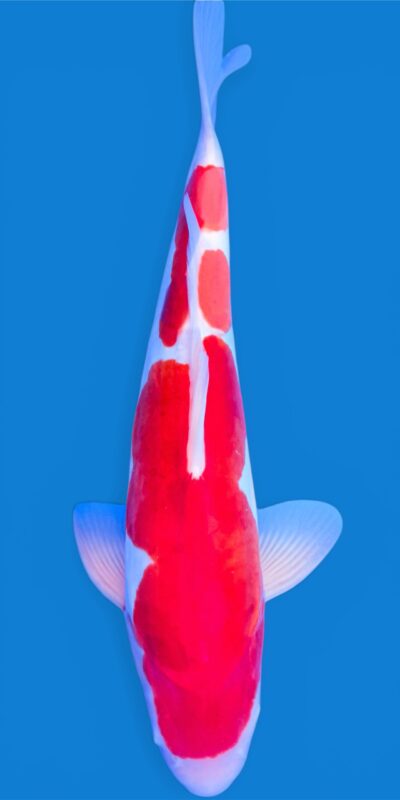 Doitsu Kohaku 43cm